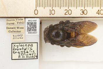 Media type: image;   Entomology 810657 Aspect: labels